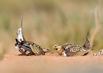 Witbuikzandhoen, Pin-tailed Sandgrouse, Pterocles alchata