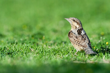 Draaihals, Eurasian Wryneck, Jynx torquilla