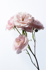 Light pink roses on a white background.