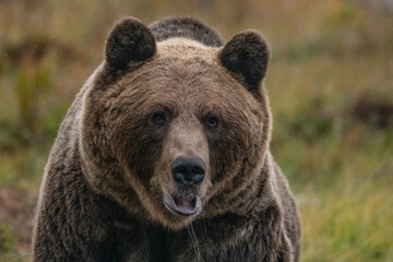Obraz premium Brown bear in Finland