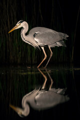 Blauwe Reiger, Grey Heron, Ardea cinerea