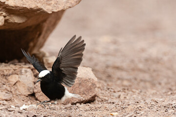 Witkruintapuit, White-crowned Wheatear, Oenanthe leucopyga