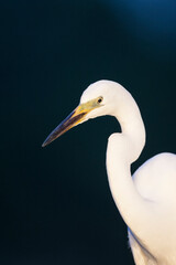 Grote Zilverreiger, Western Great Egret, Ardea alba alba
