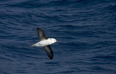 Fototapeta premium Black-browed Albatross, Wenkbrauwalbatros, Thalassarche melanophrys