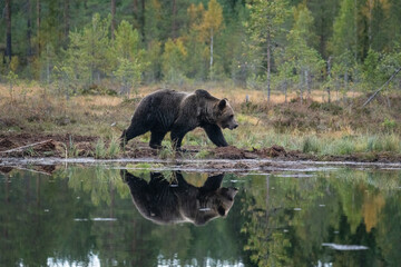 Fototapeta na wymiar Brown bear in Finland