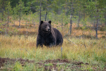 Obraz na płótnie Canvas Brown bear in Finland