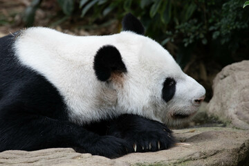 Obraz na płótnie Canvas Close up Cute Panda in Singapore Zoo