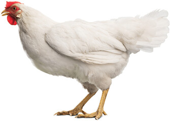 Big organic roaming natural white and village chicken