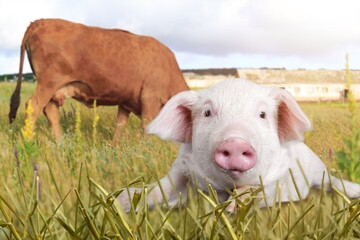 Small cute young pig on green grass.