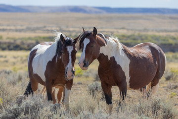 Beautiful Wild Horses in the Wyomign Desert in Autumn