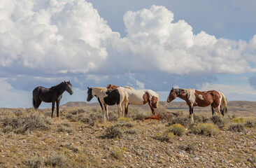 Beautiful Wild Horses in the Wyomign Desert in Autumn