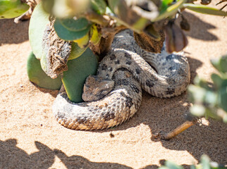 The horned Puff adder (Bitis caudalis), a viper species native in Namibia