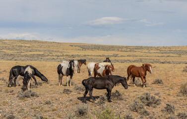 Naklejka na ściany i meble Beautiful Wild Horses in the Wyomign Desert in Autumn
