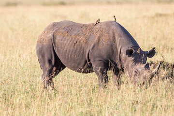 Obraz premium Black rhinoceros with yellow billed oxpecker on the back