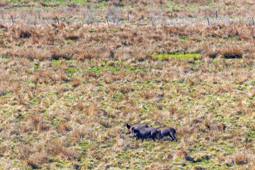 Flock with wild boars running on a grass meadow