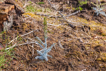 Spruce plant with insect repellent