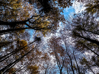 Autumn trees against blue sky.