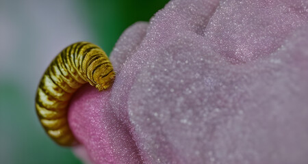 Ai Digital Illustration Macro Caterpillar On Soft Pink Texture 