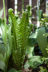 A beautiful fern in the summer garden.