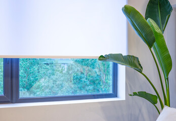 Roller blinds close-up on the window. A houseplant is near the white color window shade. The view...