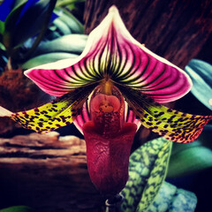 Focus on Slipper orchid flower