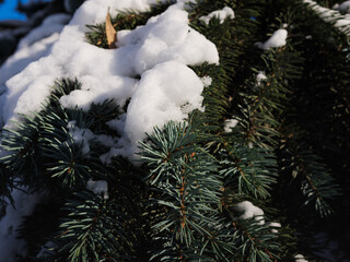 a branch of a Christmas tree covered with snow on the background of the sun's rays. pine needles covered with snow close-up on cream bokeh. winter landscape with coniferous tree.