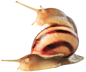 Natural small garden snail on the desk