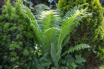 A beautiful fern in the summer garden.
