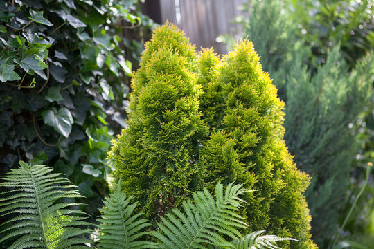 Thuja smaragd in summer in the garden.