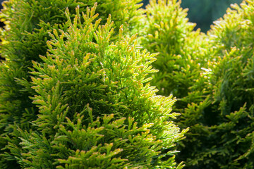 Thuja smaragd in summer in the garden.