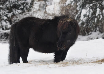 Pony in snow