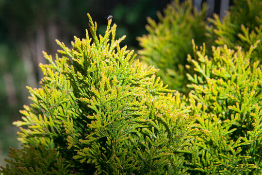 Thuja smaragd in summer in the garden.