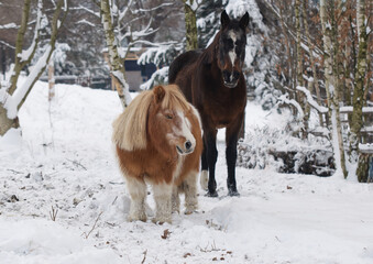 horse and pony in snow