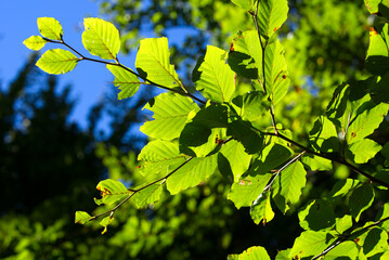 Beautiful green leaves in bright sunlight at mountain village Versam, Canton Graubünden, on a sunny autumn day. Photo taken September 26th, 2022, Versam, Switzerland.