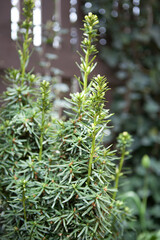 Detail of taxus shrub. Yellow yew.