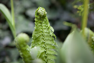 A beautiful fern in the summer garden.