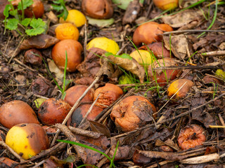 Fallen apples. Rotting harvest.