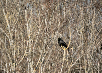 a common raven (Corvus Corax) perched on a low tree branch glistening in afternoon sunlight, Wiltshire UK