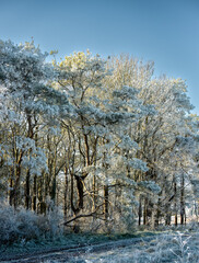 beautiful winter fall scene with rows of fir and spruce trees covered in ice, snow and frost, Wiltshire UK