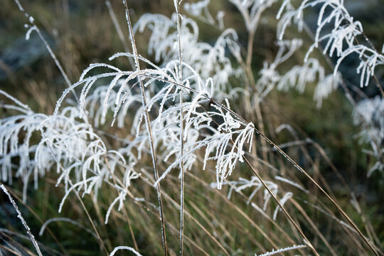 detailed close up of ice and frost formed on winter meadow plants, Wiltshire UK 