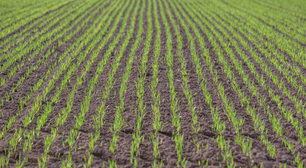 Konzept nachhaltige Landwirtschaft: Weiter Panorama Blick auf ein Feld mit vielen Reihen frisch...