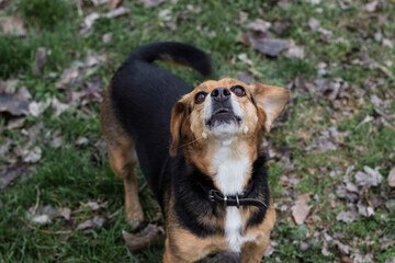 Dog howling and barking outdoors