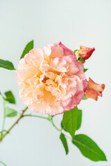 nice rose in the vase