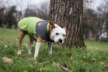 Dog eats grass at the park