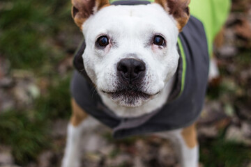 Senior dog wearing a grey green coat