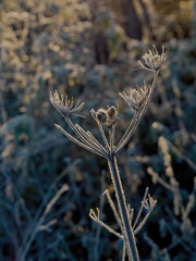 The intricate structure of a wild carrot plant stem and seedpod, covered in spikes of rime and frost, against a muted, frosted undergrowth background.