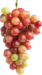Fresh sweet ripe grape branch