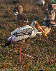 A Painted Stork strolling in a wet land