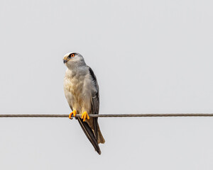 A Black kite looking into the sky