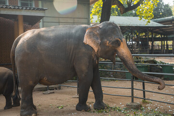 Fototapeta na wymiar Indian Elephants at the Pinavella Sanctuary